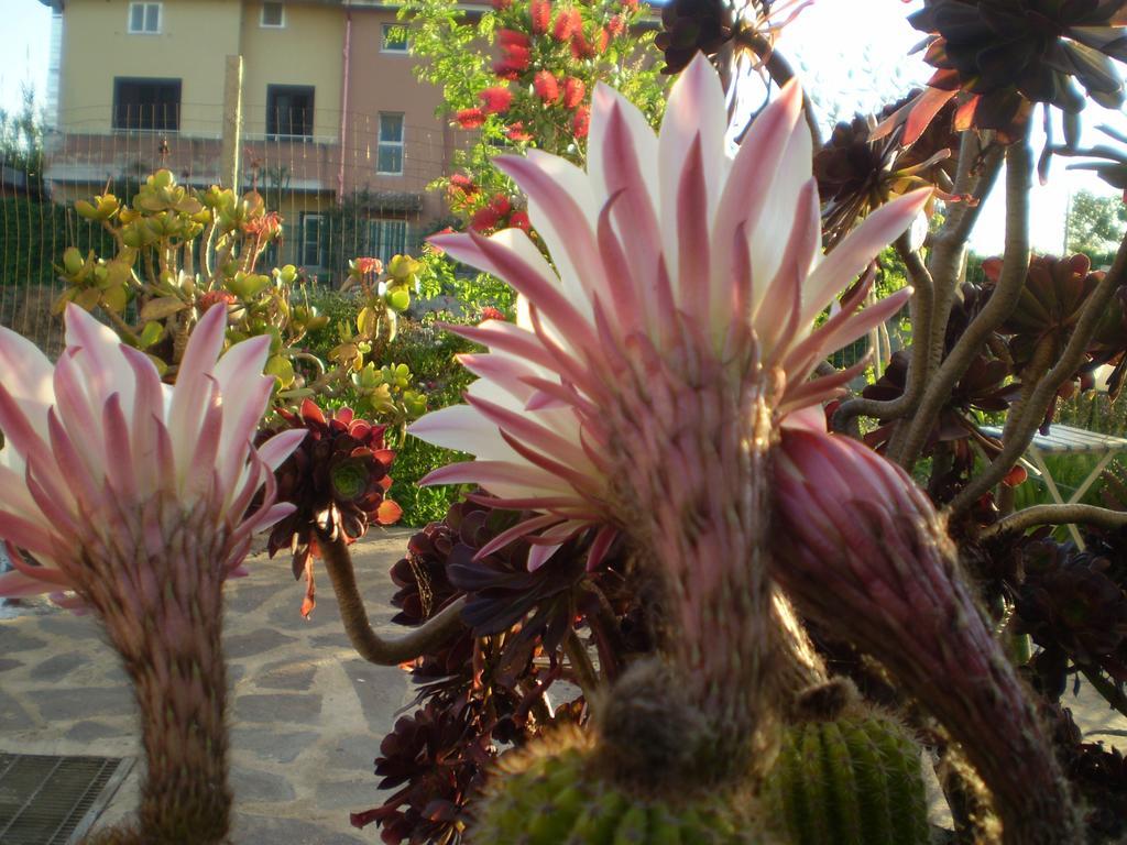 마루비우 Il Giardino Di Emilio B&B 외부 사진